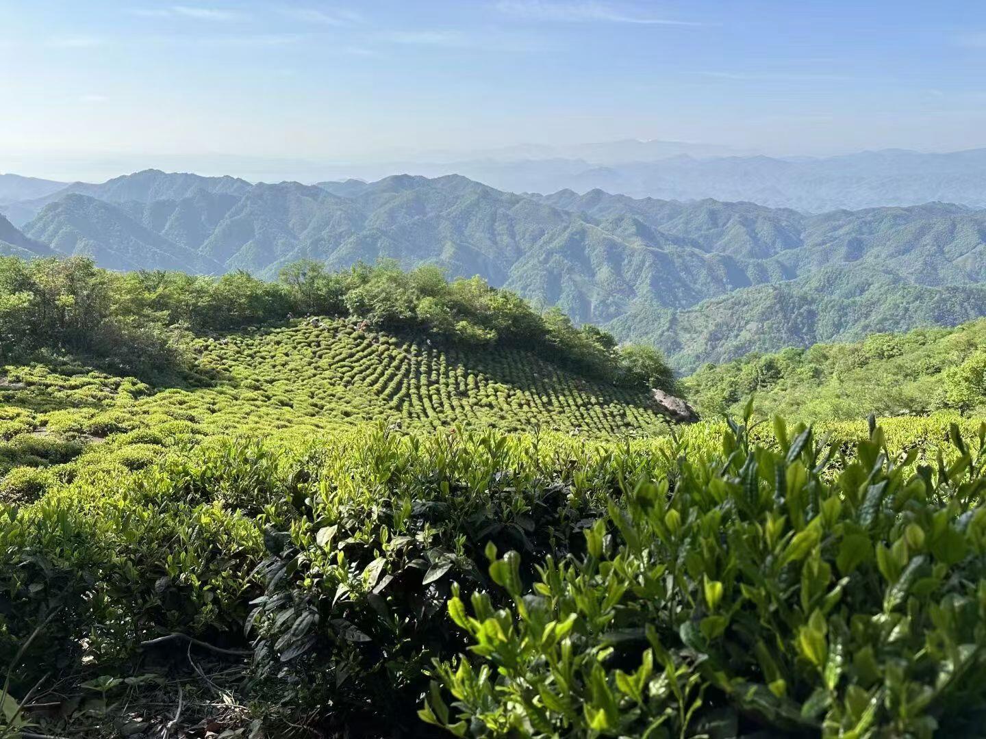 正宗六安瓜片的核心产地在哪里？
