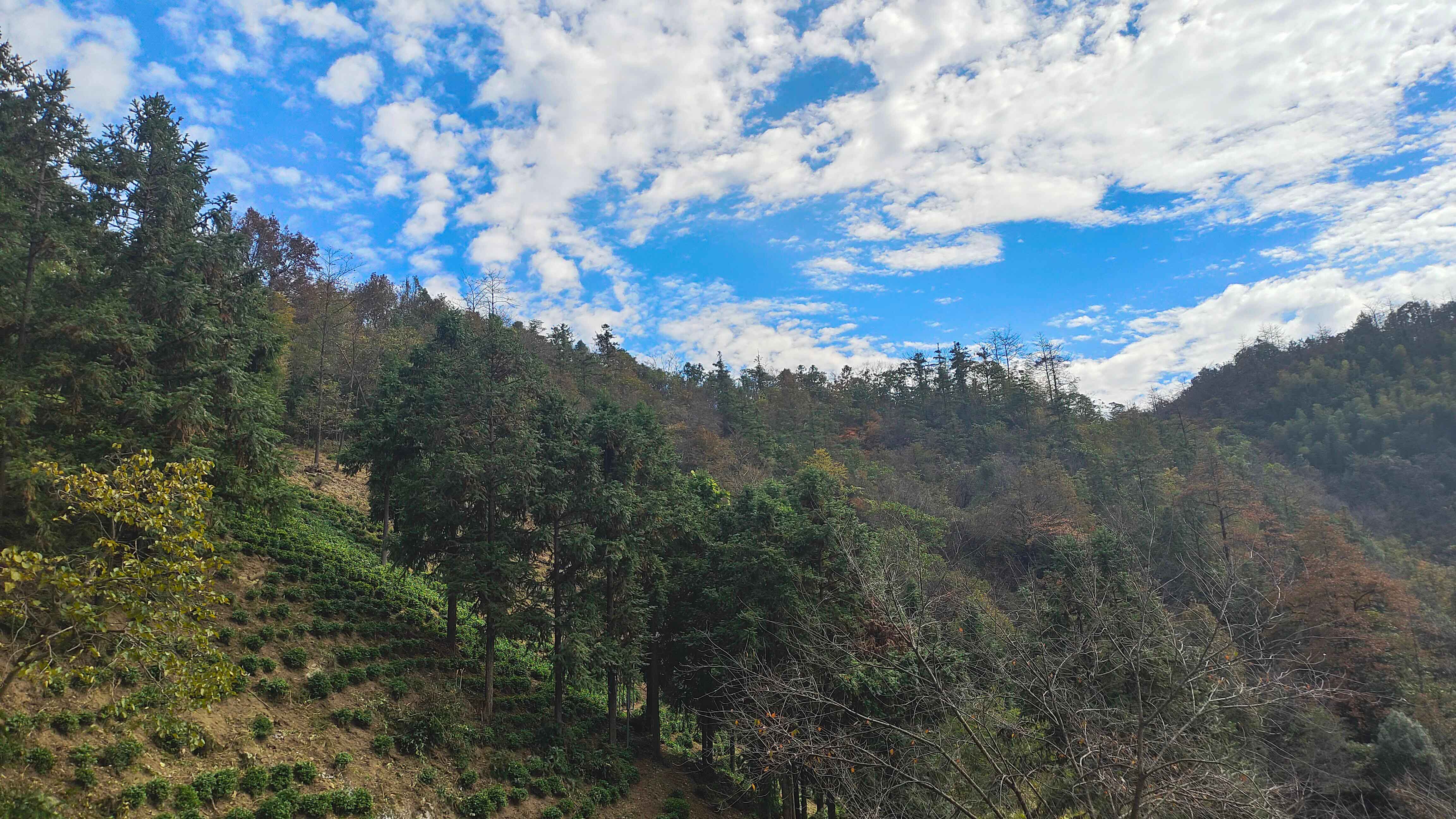 高山六安瓜片和平地瓜片口感差异，喝得出来的山场