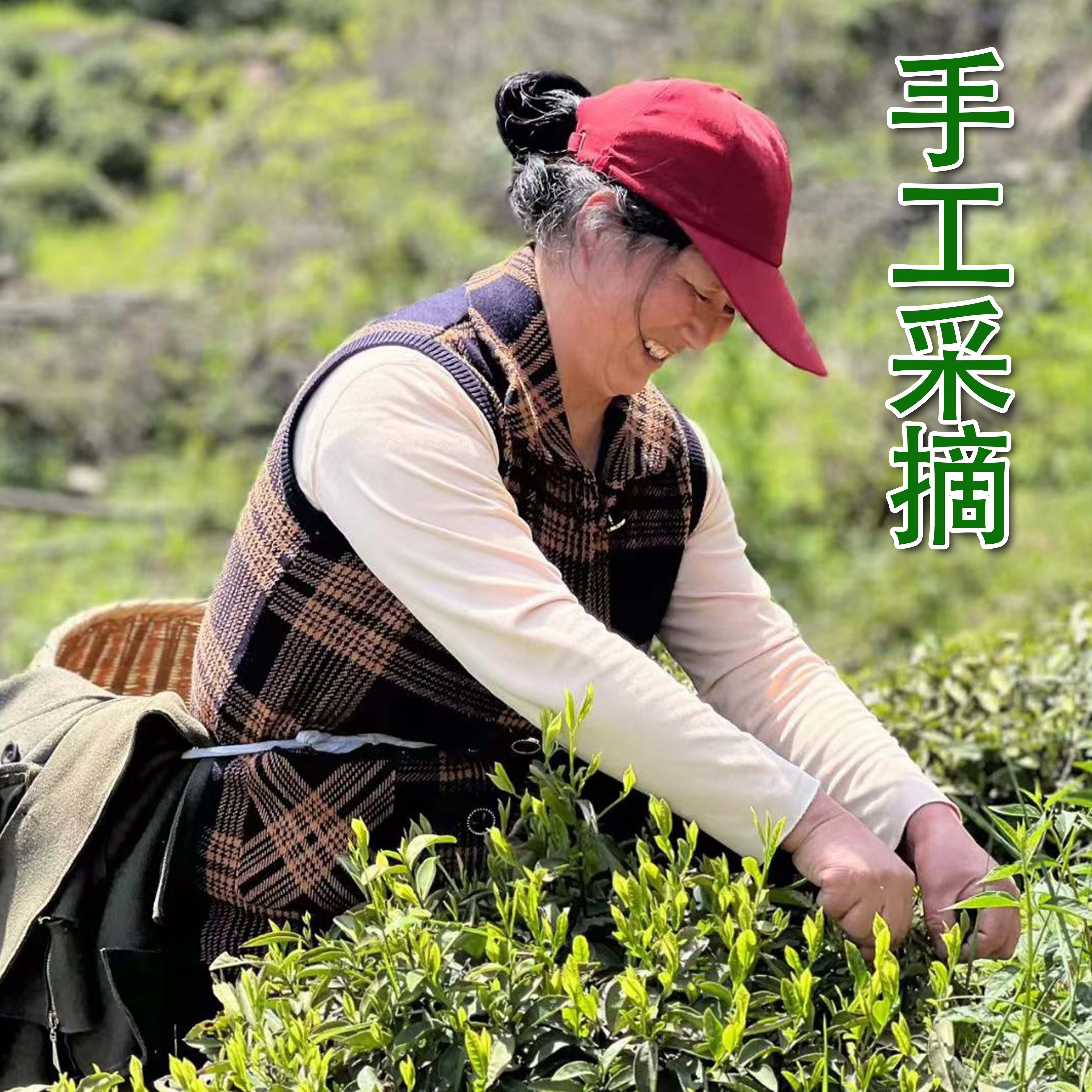 [清香]2026年新茶齐山核心产区高山六安瓜片